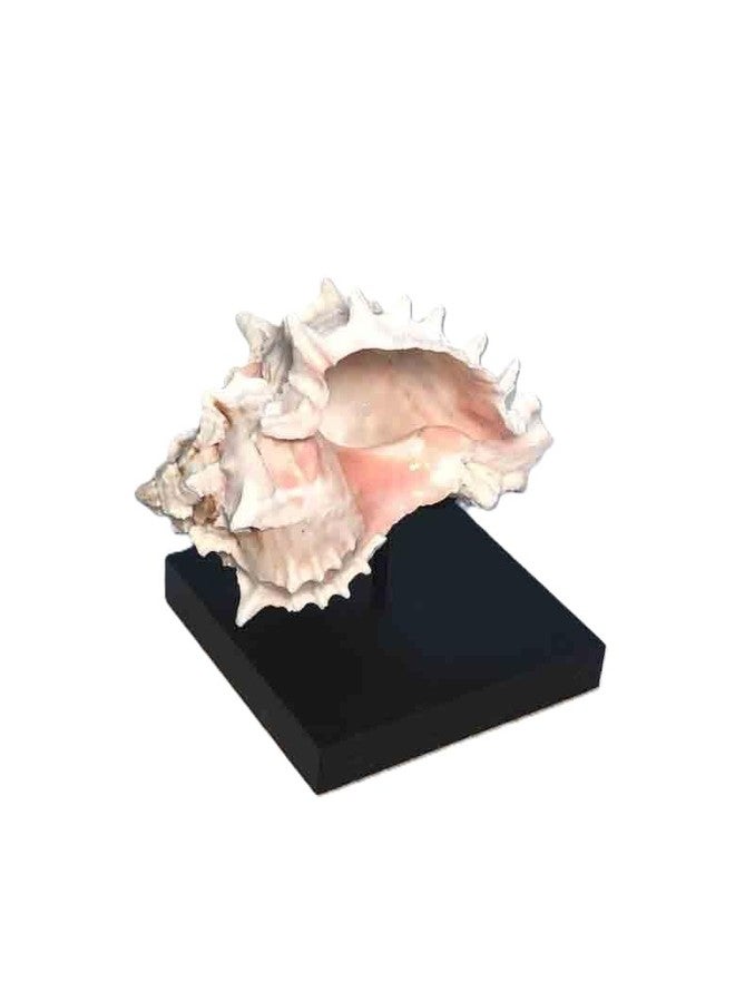 Clearco Seashell Display Stand for Minerals, Spheres, Rocks, Shells, Baseballs, Ancient Oil Lamps, Artifacts and other items (3 inch) - Image 1